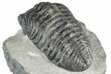 Phacopid (Drotops) Trilobite - Mrakib, Morocco #357346-4